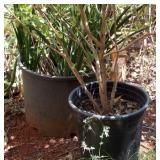 WFS133 Three Potted Plants for Your Garden