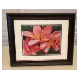 MMS074 Framed Pink Plumerias Picture 