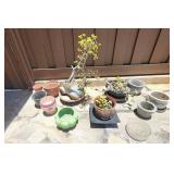 LLS066 - Trio of Jade Plants and Planter Pots LLS066 - Trio of Jade Plants and Planter Pots