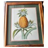 KFA031- Art Print The Black Jamaica Pine By William Hooker KFA031- Art Print The Black Jamaica Pine By William Hooker