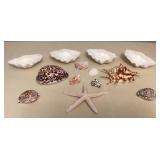 MMM100 Various Beautiful Sea Shells