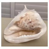 MMM159 Large King Conch Seashell 