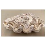 MMM160 Whole Giant Clam Shells