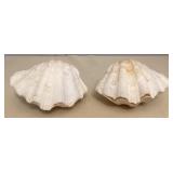 MMM161 Two Whole Bear Claw Giant Clam Shells