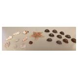 MMM162 Seashells, Sea Star & Coral