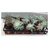 MMM232 Thirteen Succulent Plants 