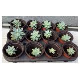 MMM233 Twelve Succulent Plants 