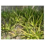 KSG101 - Over 25 Aloe Vera Plants KSG101 - Over 25 Aloe Vera Plants