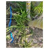 KSG102 - Over 7 Aloe Vera Plants KSG102 - Over 7 Aloe Vera Plants