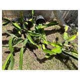 KSG103 - 5 Pots of Dragon Fruit Plants KSG103 - 5 Pots of Dragon Fruit Plants
