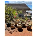 NFF128- Desert Rose Plants W/ Large Ceramic Pots! 