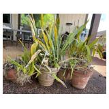 NFF133 - Garden Pots & Foliage 