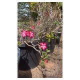 NFF134- Multiple Pots Of Desert Rose Plants 