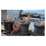 NFF135 - Cactus Plants 