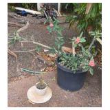NFF140- Beautiful Potted Crown Of Thorns Plants / Flowers 