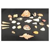 HST235 - Sea Shell Collection  HST235 - Sea Shell Collection