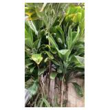 MFS077 Five Green Ti Leaf Plant Cuttings