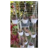 MFS081 Nine Hanging Pots Of Tillandsia Air Plants