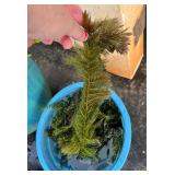 MFS105 Aquarium Pond Plants