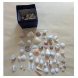 EAT217- Natural Sea Shell Collection