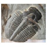 EAT348 - Trilobite Fossil