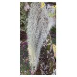 MMP092 Large Batch Of Spanish Moss/Pele’s Hair