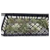 MHH186 Nine Tillandsia Air Plant “Balls”