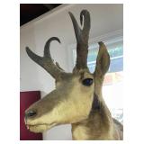 ETS027 - Pronghorn Antelope Shoulder Mount 