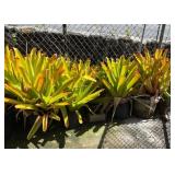 ETS043 - Sun Gold Bromeliads 