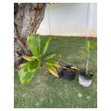 ETS046 - Ti Leaves