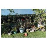 PHS060 Assortment Of Plants And Pots 