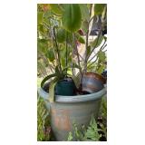 PHS070 Three Potted Plants 