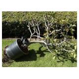 PHS071 Potted Plumeria 