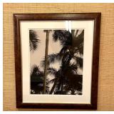 WGG300 Palm Tree Photograph In Wood Frame