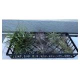 MMC067 Ten Tillandsia Air Plant “Balls”