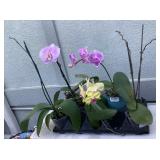 MMC129 Five Phalaenopsis Orchid Plants
