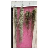 MMC135 Four Bunches Of Pele’s Hair Spanish Moss