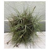 MMC136 Large Tillandsia Air Plant “Ball” 