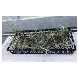 MMC139 Large Batch Of Tillandsia Air Plants