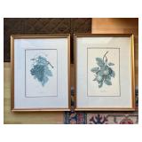 HKA002 - Framed Plant Prints by Italian Artist 