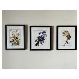 HKA005 - Framed Nature Prints of Birds of Plants 