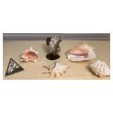MES043 Large Beautiful Sea Shells & More!