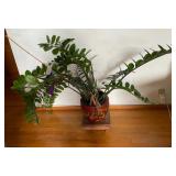 SAT252 - Large Beautiful ZZ Plant With Ceramic Pot