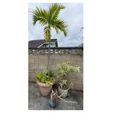 SAT388 - Assorted Potted Plants (Palm, Desert Rose, Song Of India)