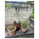 SAT389 - Set of 3 Established Potted Plants