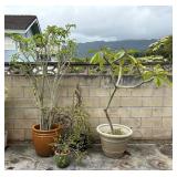 SAT392 - Assorted Potted Plants (2 Plumeria, 2 Dwarf Jade)