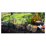 PCSS041 Assorted Potted Plants and Cement Pots