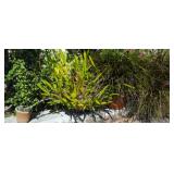 PCSS042 Assorted Potted Plants - Jade, Bromiad & Orchid