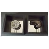 MHLE006 Beautiful Sea Shell Art in Shadow Boxes