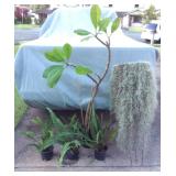 JYR041 More Yard Plants  - Plumeria, Pele